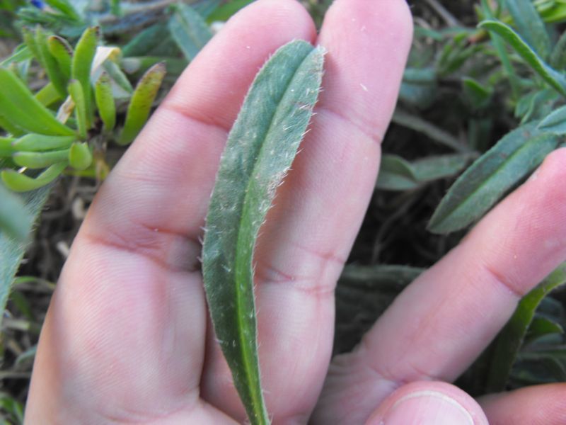 Echium arenarium / Viperina costiera