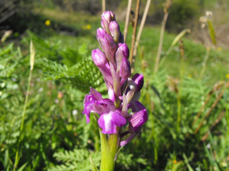 Orchis Morio......