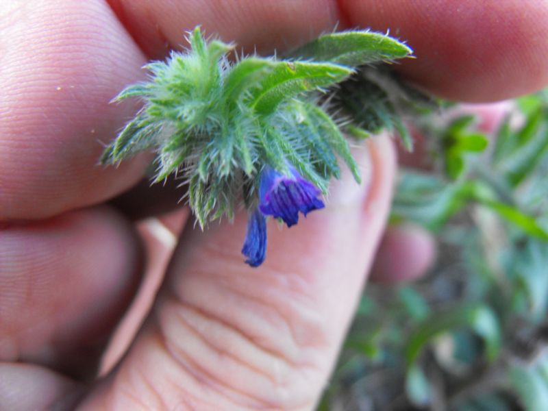 Echium arenarium / Viperina costiera