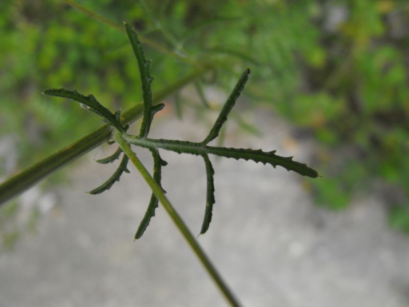 Crupina crupinastrum / Crupina mediterranea