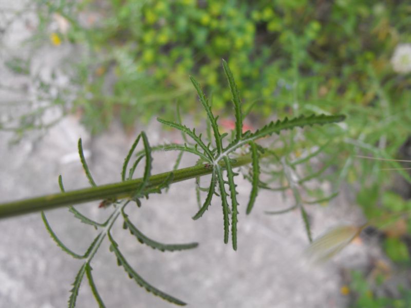 Crupina crupinastrum / Crupina mediterranea