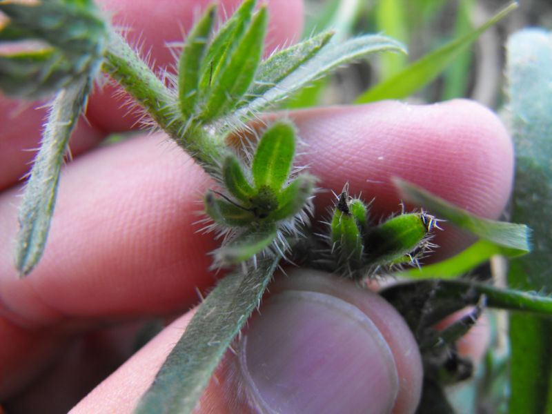 Echium arenarium / Viperina costiera