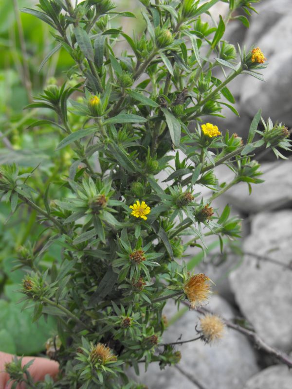 Dittrichia graveolens / enula fetida