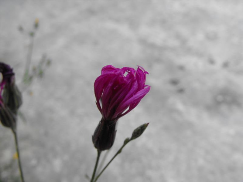 Crupina crupinastrum / Crupina mediterranea