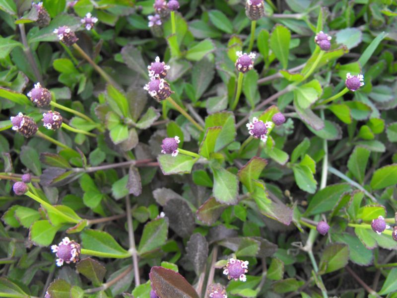 Phyla nodiflora (=Lippia nodiflora) / Erba luigia minore