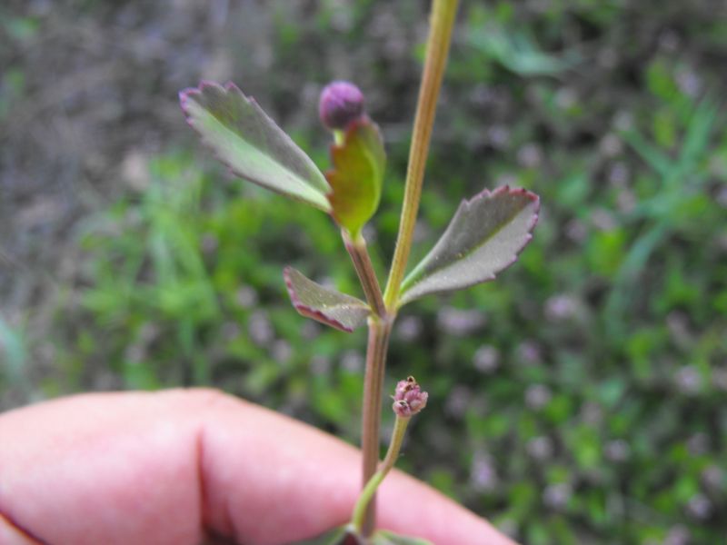 Phyla nodiflora (=Lippia nodiflora) / Erba luigia minore