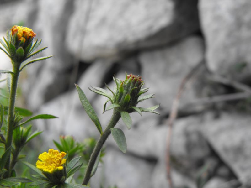 Dittrichia graveolens / enula fetida