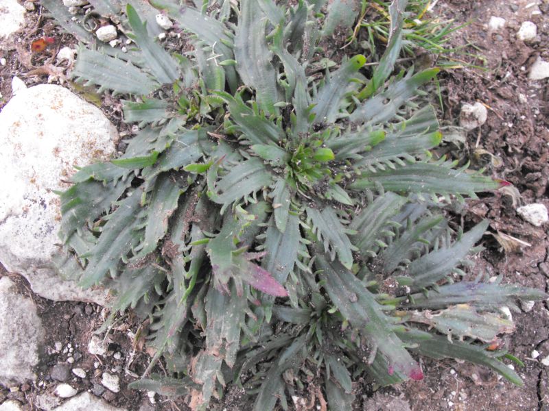 Plantago serraria / Piantaggine seghettata