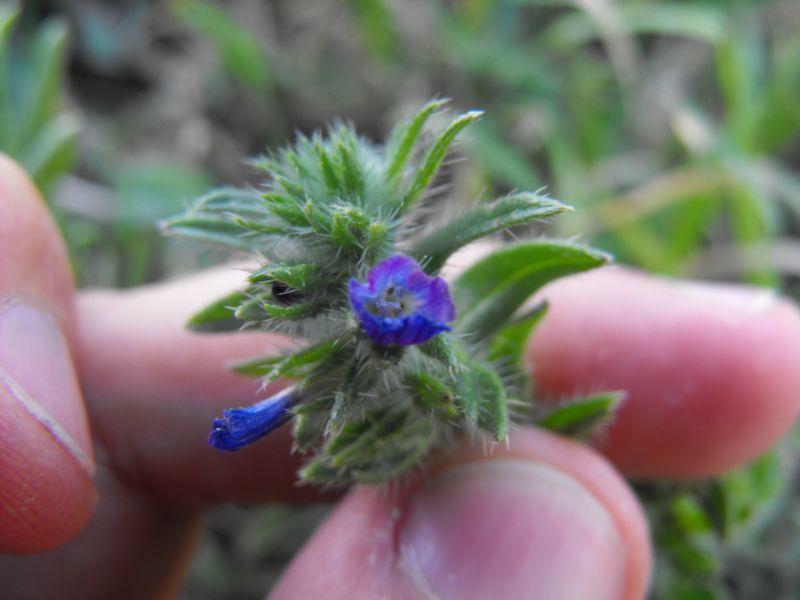 Echium arenarium / Viperina costiera