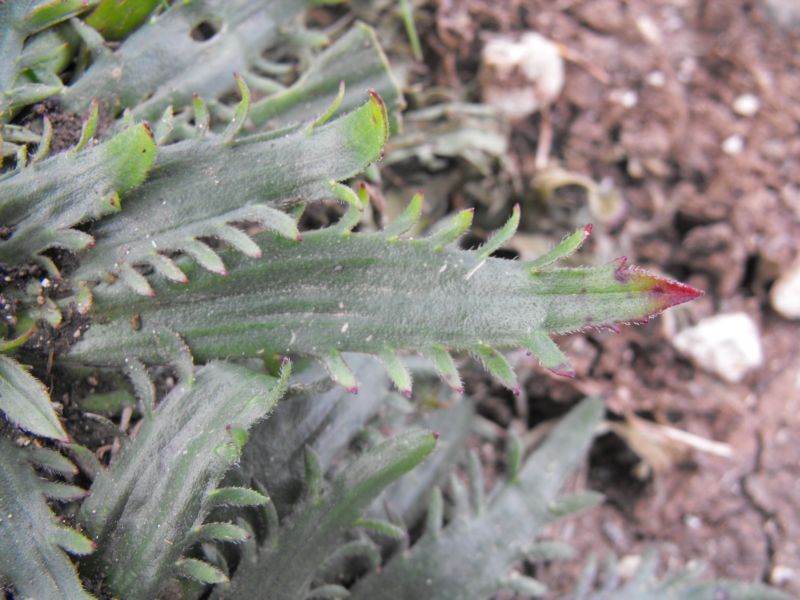 Plantago serraria / Piantaggine seghettata