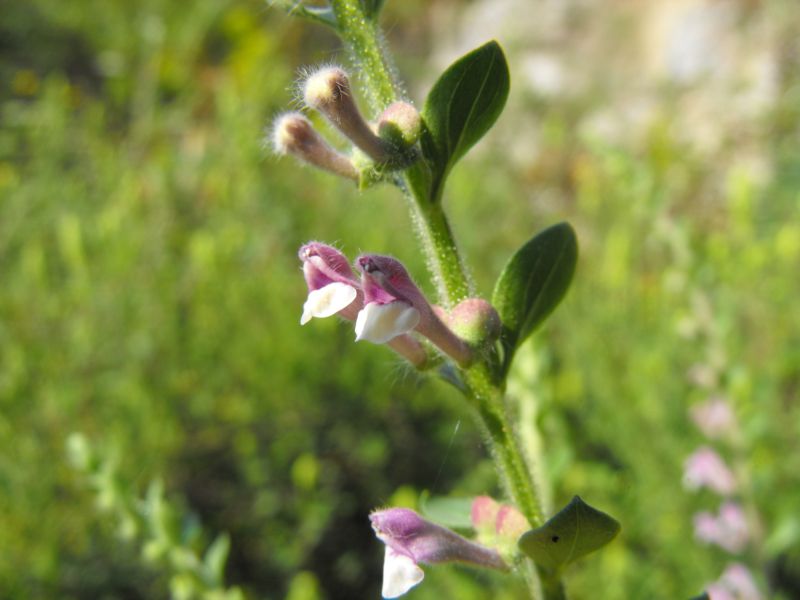 Scutellaria rubicunda Hornem . / Scutellaria siciliana