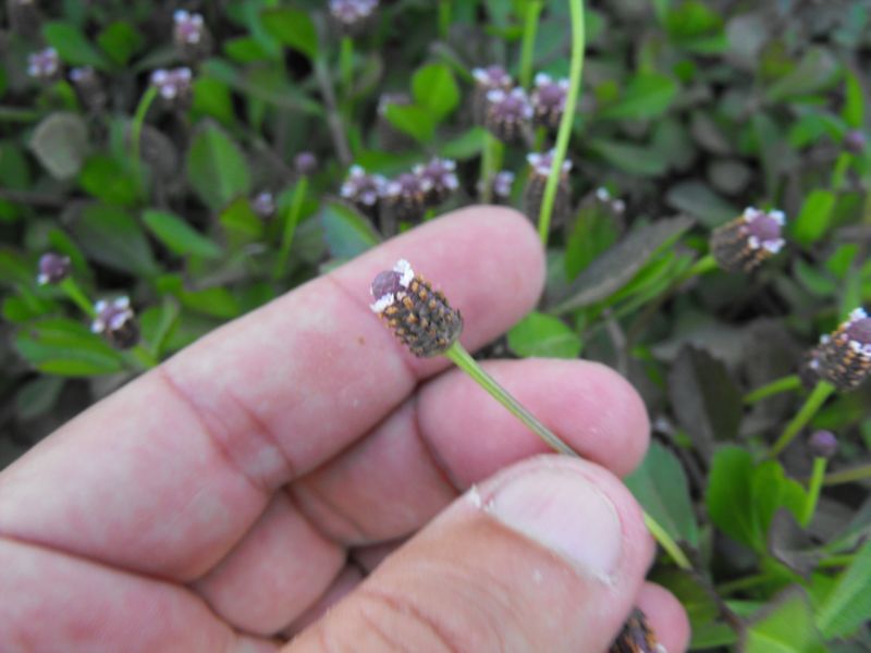 Phyla nodiflora (=Lippia nodiflora) / Erba luigia minore