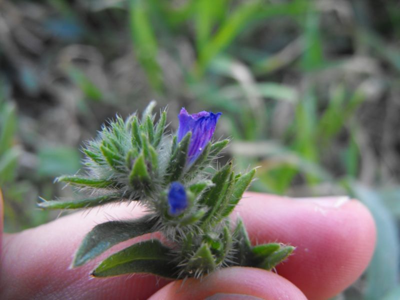 Echium arenarium / Viperina costiera