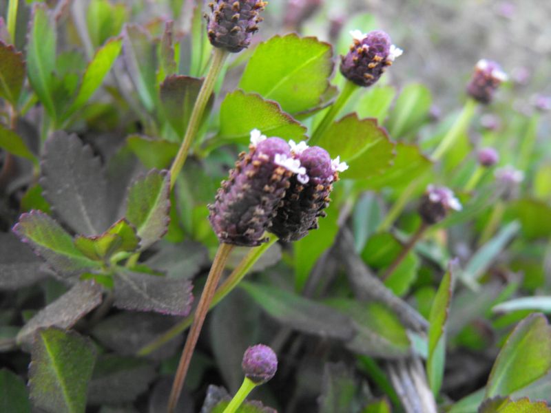 Phyla nodiflora (=Lippia nodiflora) / Erba luigia minore