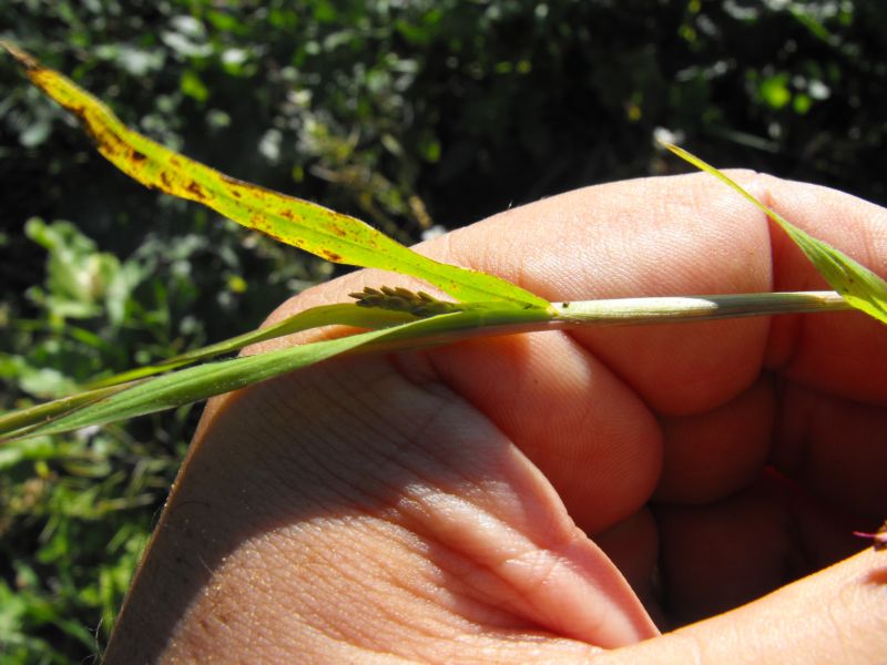 Setaria cfr. viridis s.l.