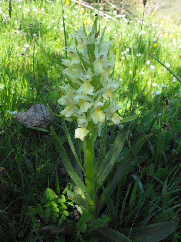 Carrellata di Dactylorhiza sambucina