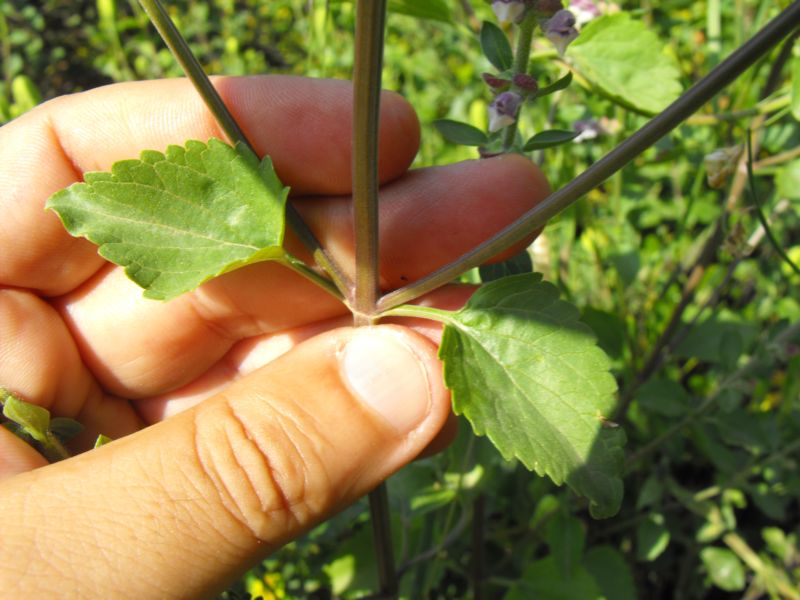 Scutellaria rubicunda Hornem . / Scutellaria siciliana