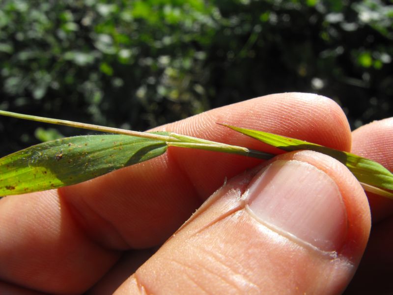 Setaria cfr. viridis s.l.