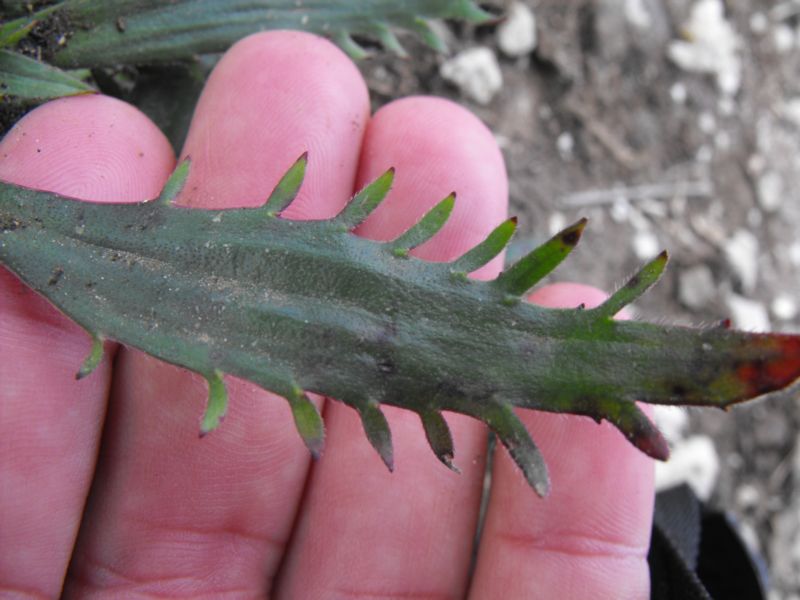 Plantago serraria / Piantaggine seghettata