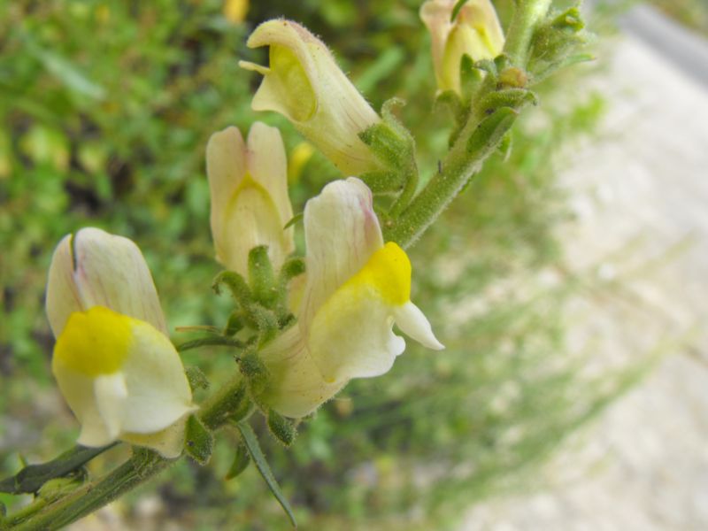 Antirrhinum siculum  / Bocca di leone sicilana