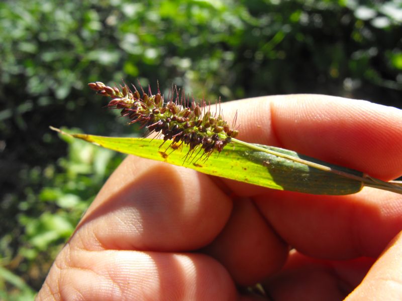 Setaria cfr. viridis s.l.