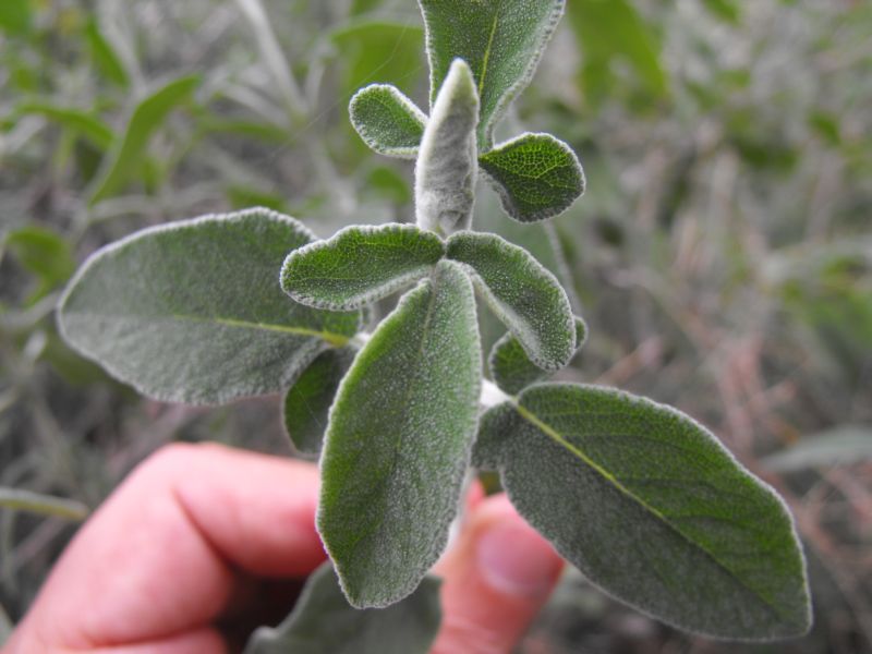 Salvia fruticosa / Salvia triloba