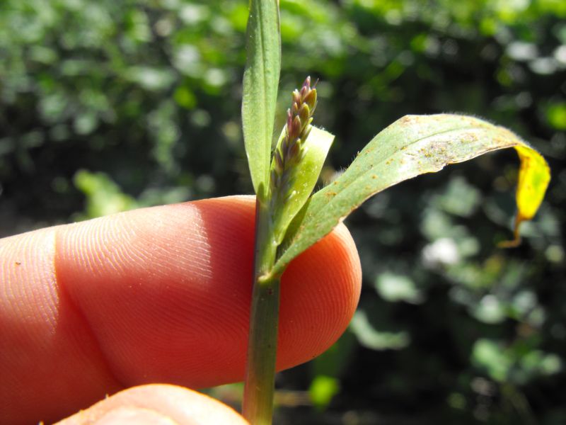 Setaria cfr. viridis s.l.