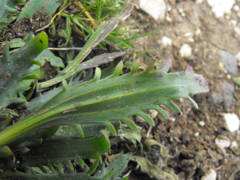 Plantago serraria / Piantaggine seghettata