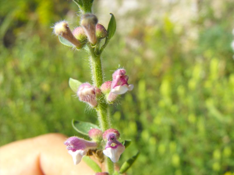 Scutellaria rubicunda Hornem . / Scutellaria siciliana