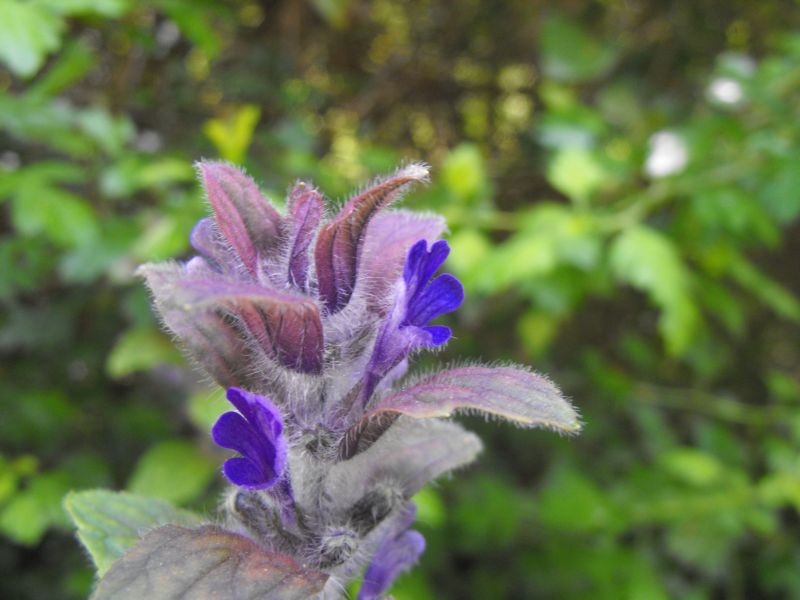 Ajuga orientalis / Iva meridionale