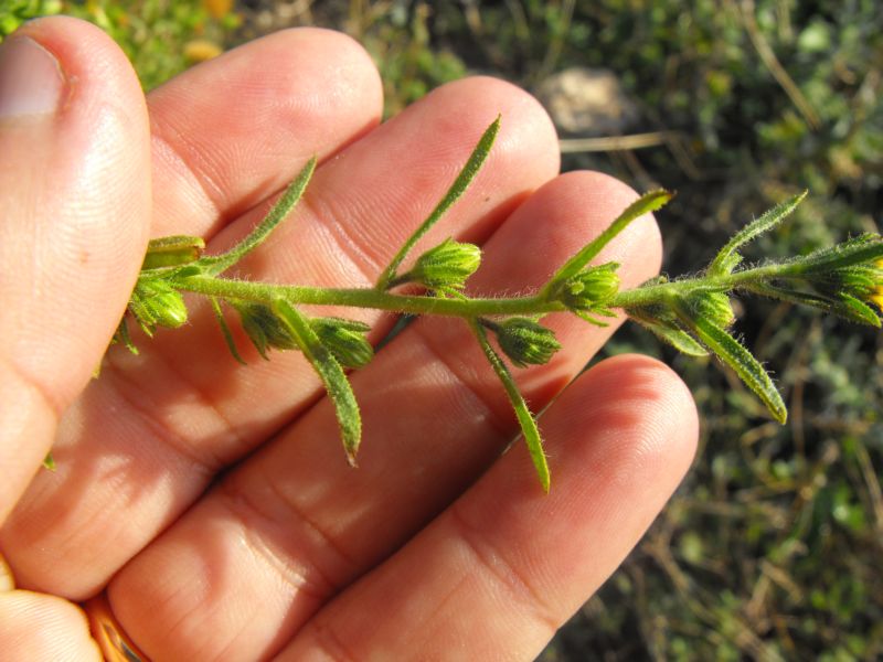 Dittrichia graveolens / enula fetida