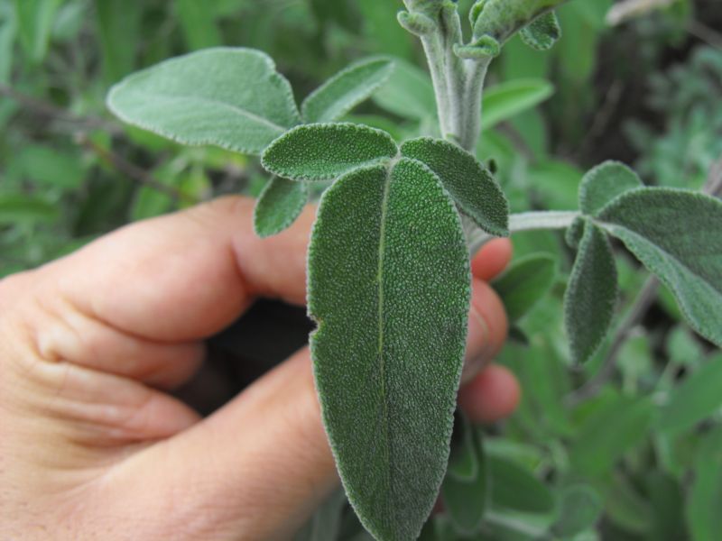 Salvia fruticosa / Salvia triloba