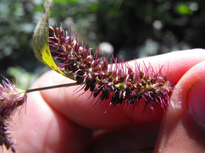 Setaria cfr. viridis s.l.