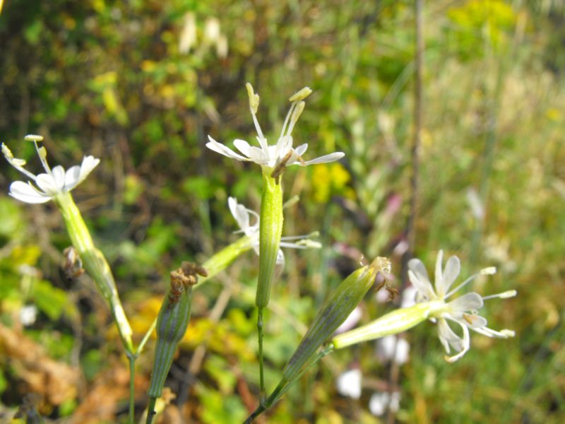 Silene italica (L.) Pers.