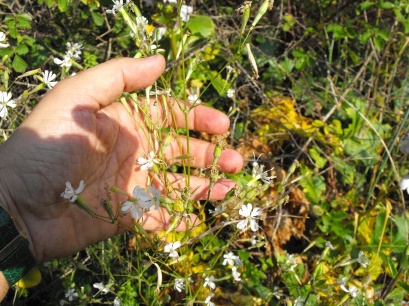 Silene italica (L.) Pers.