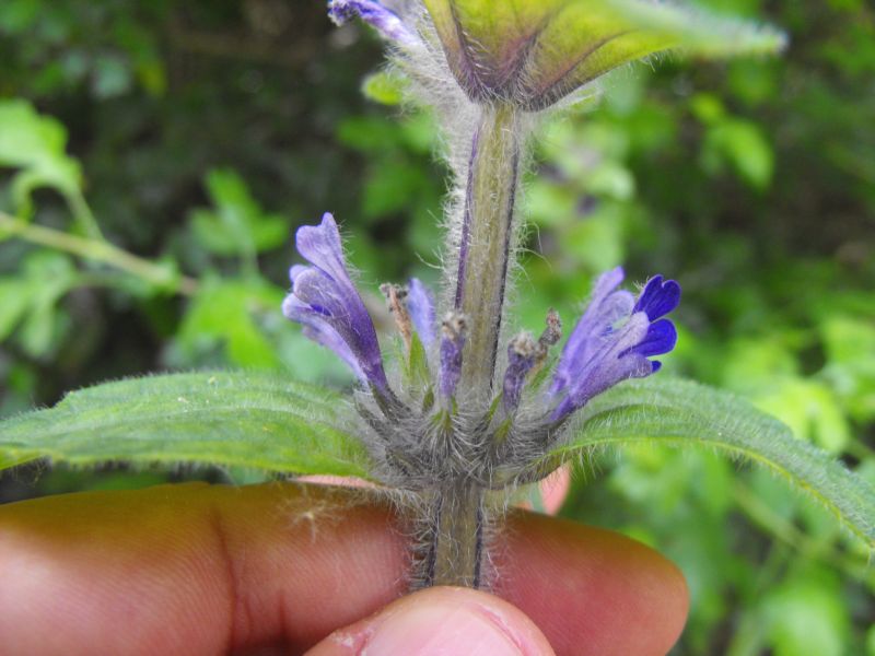 Ajuga orientalis / Iva meridionale