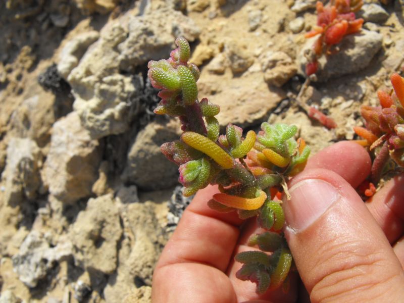 Mesembryanthemum nodiflorum L.