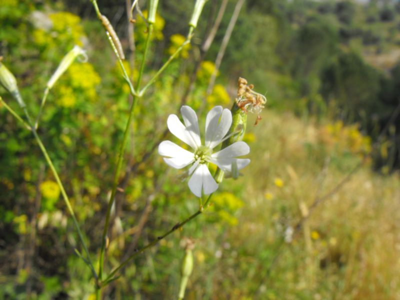 Silene italica (L.) Pers.