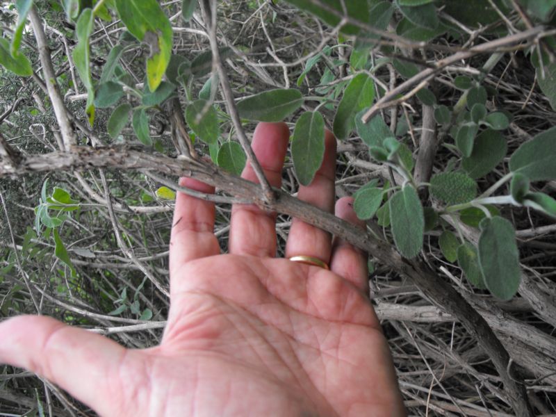 Salvia fruticosa / Salvia triloba