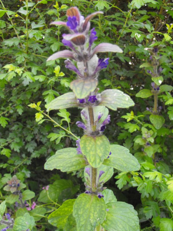 Ajuga orientalis / Iva meridionale