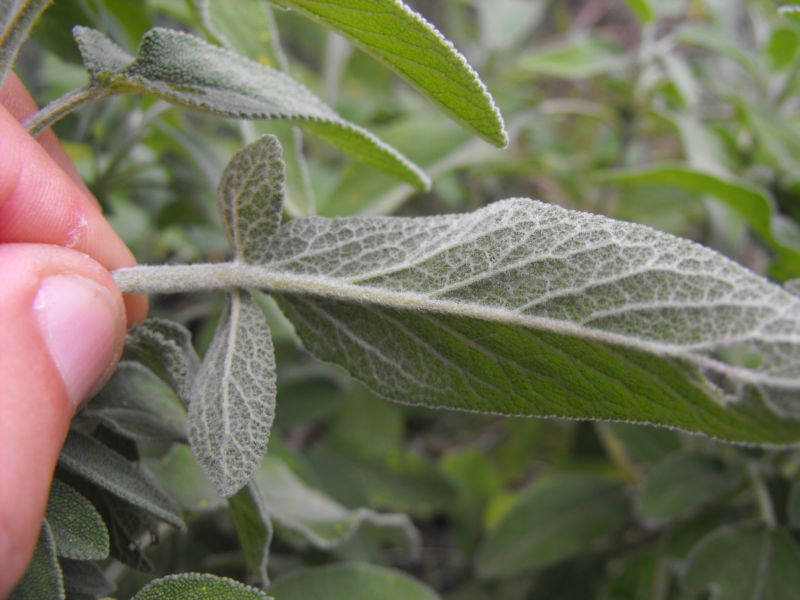 Salvia fruticosa / Salvia triloba