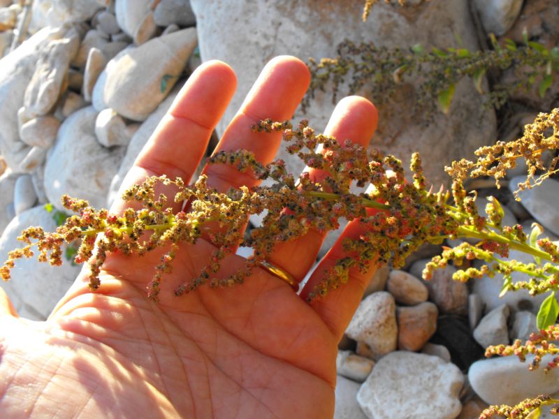 Chenopodium album