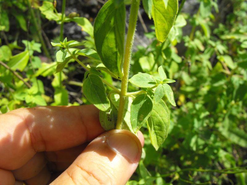 maggiorana? origano selvatico? - Calamintha nepeta