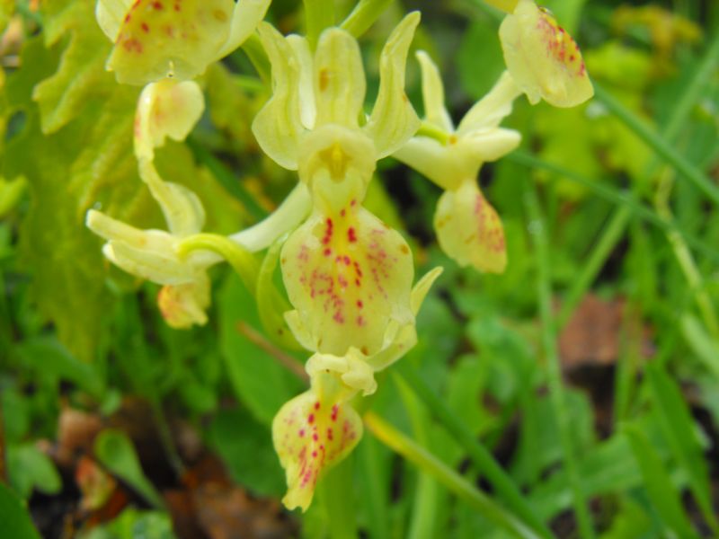 orchis provincialis...????