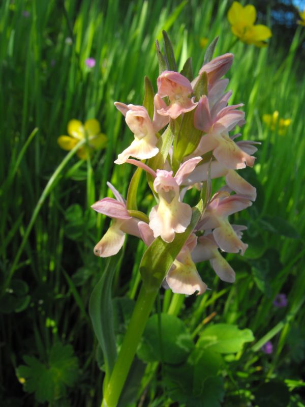 Carrellata di Dactylorhiza sambucina