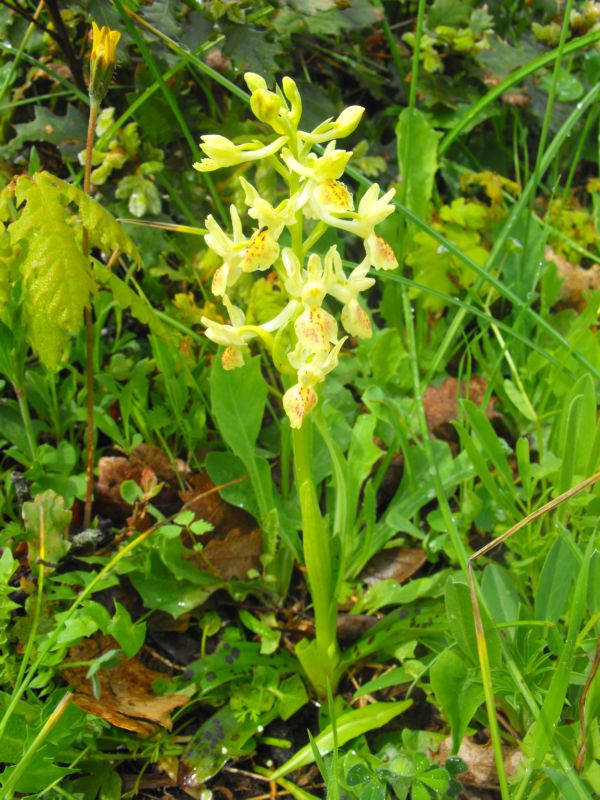 orchis provincialis...????