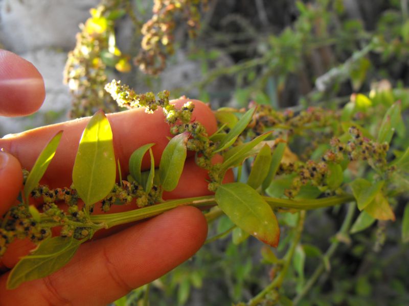 Chenopodium album