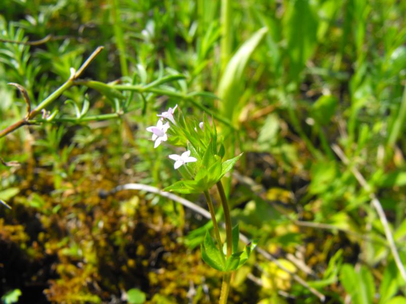 Sherardia arvensis