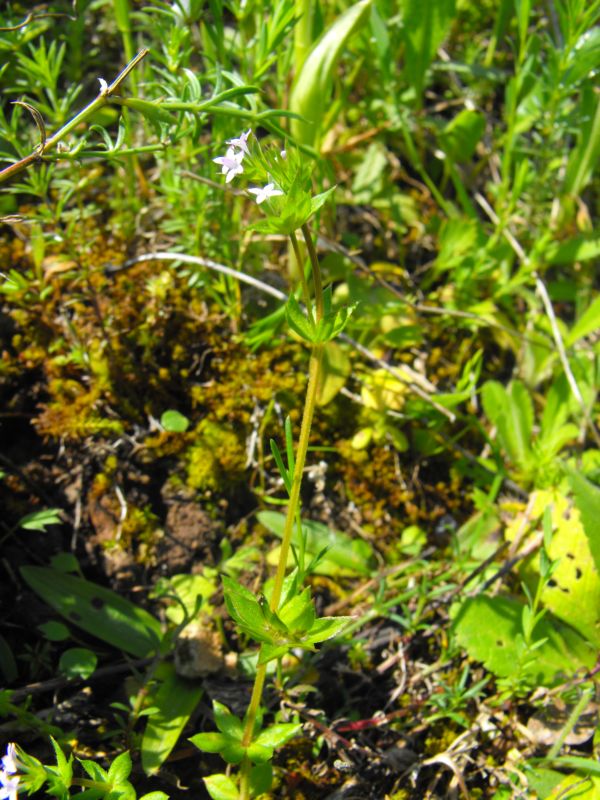 Sherardia arvensis