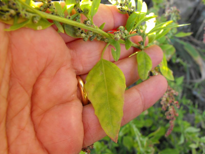 Chenopodium album